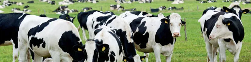 manure treatment case study