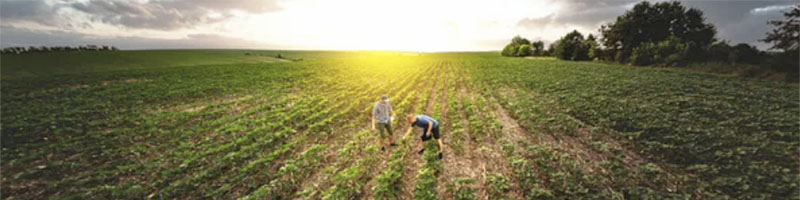 organic fertilizer case study